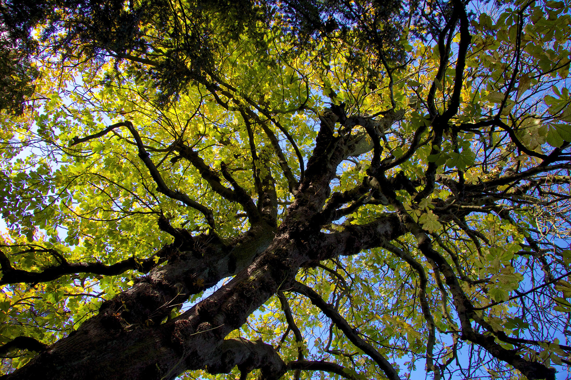 BrancepethPlease see my other Photographs at: http://www.jamespdeans.co.uk/