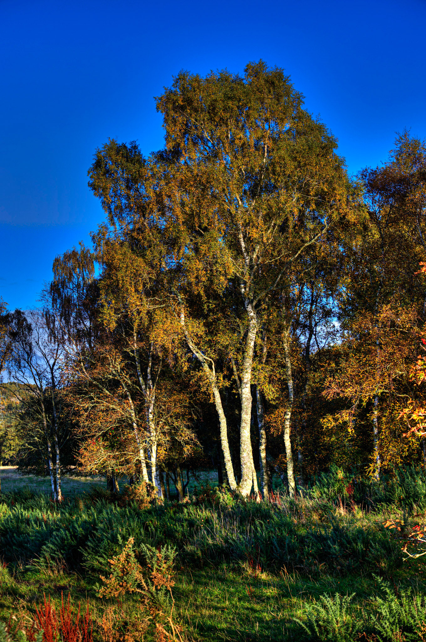 Autumn in Aberdeenshire 14 to 16 October 2022
