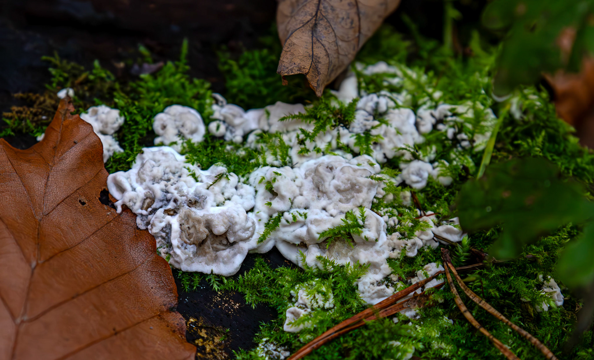Brittle Cinder fungus (Kretzschmaria deusta) - Deans Woods - 07 November 2025