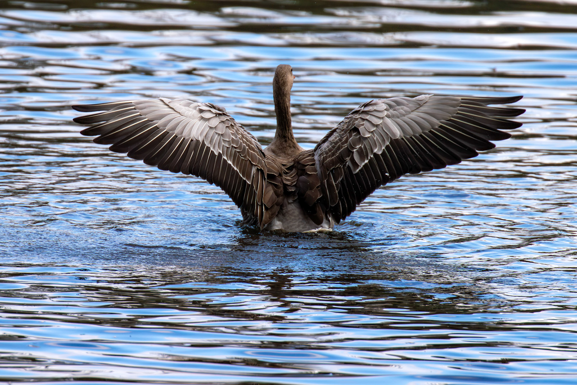 Greylag Geese at Beecraigs 24 September 2024