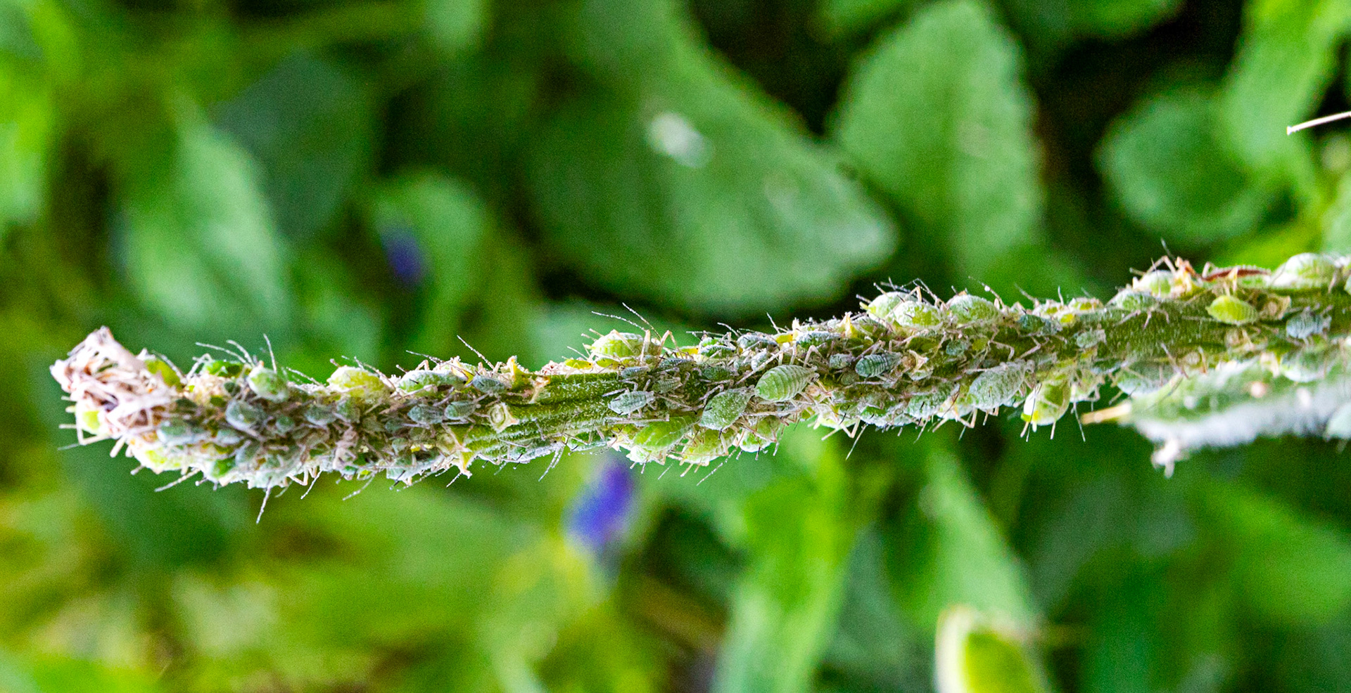 Baddesley Clinton 18 June 2023