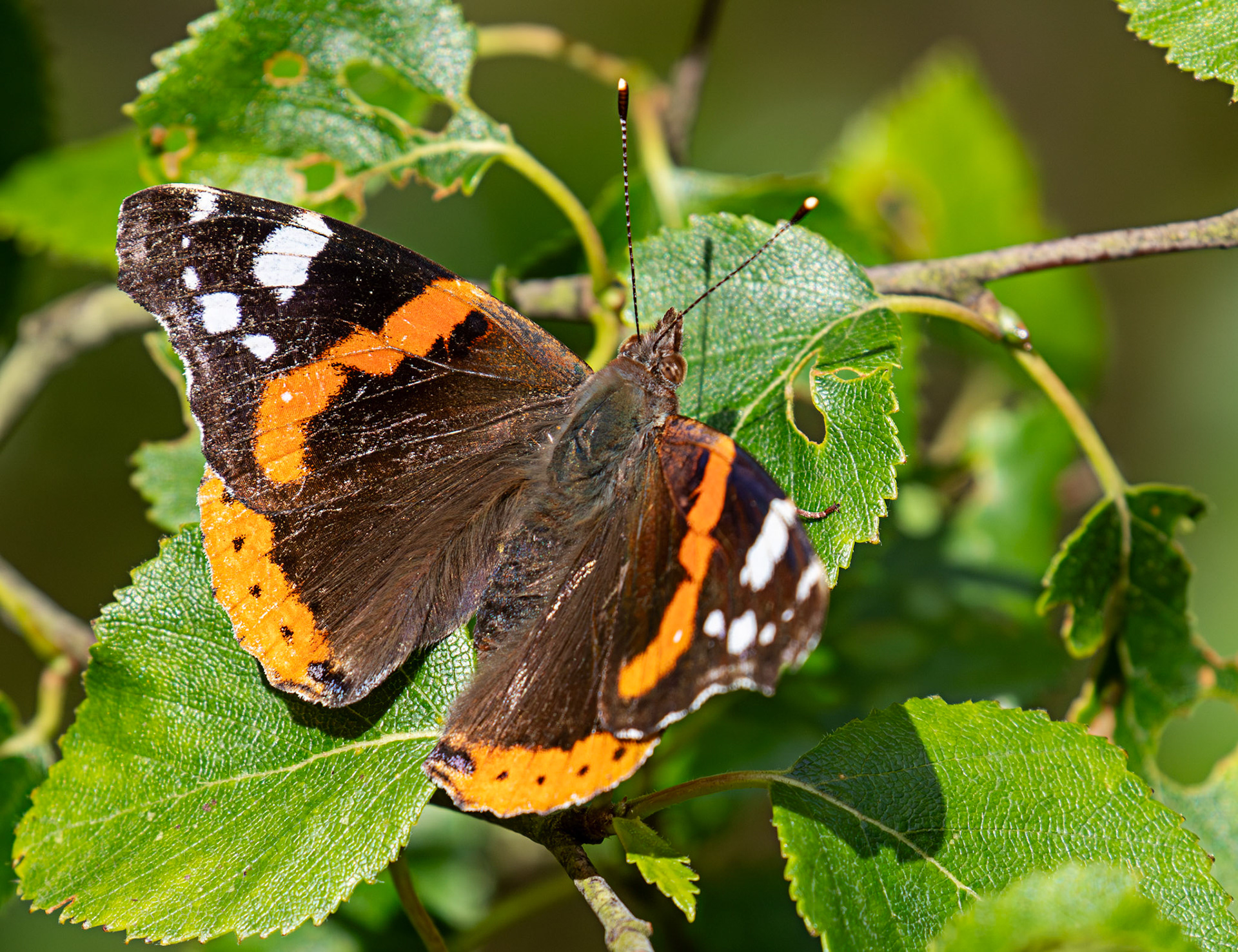 Red Admiral - Bavelaw 22 June 2025