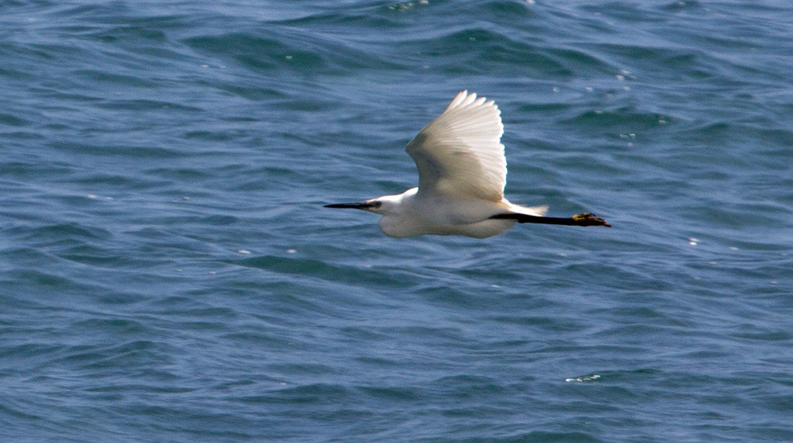 Reserva Natural de s'AlbuferetaPlease see my other Photographs at: http://www.jamespdeans.co.uk/