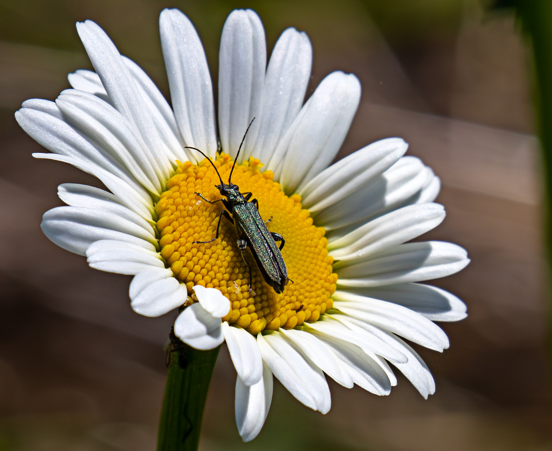 False Blister beetle (Oedemera virescens) at Tailend Moss 21 May 2025