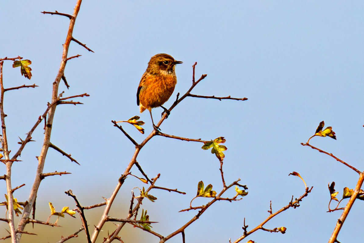 Stonechat - Higgins Neuk 23 Oct 2024