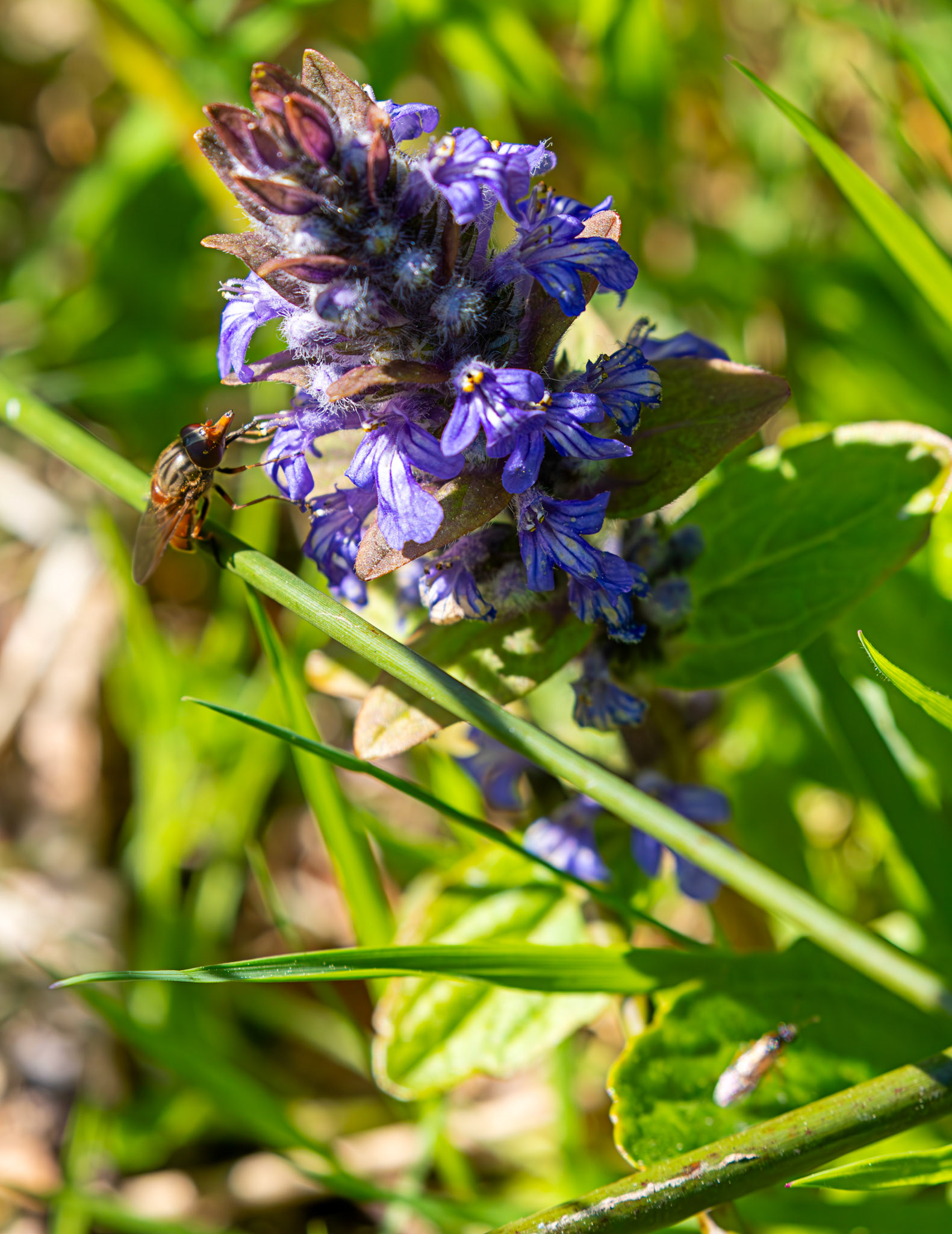 Long-nosed hoverfly (Rhingia campestris) - Wild-life Pond at Polkemmet Country Park 13 May 2025