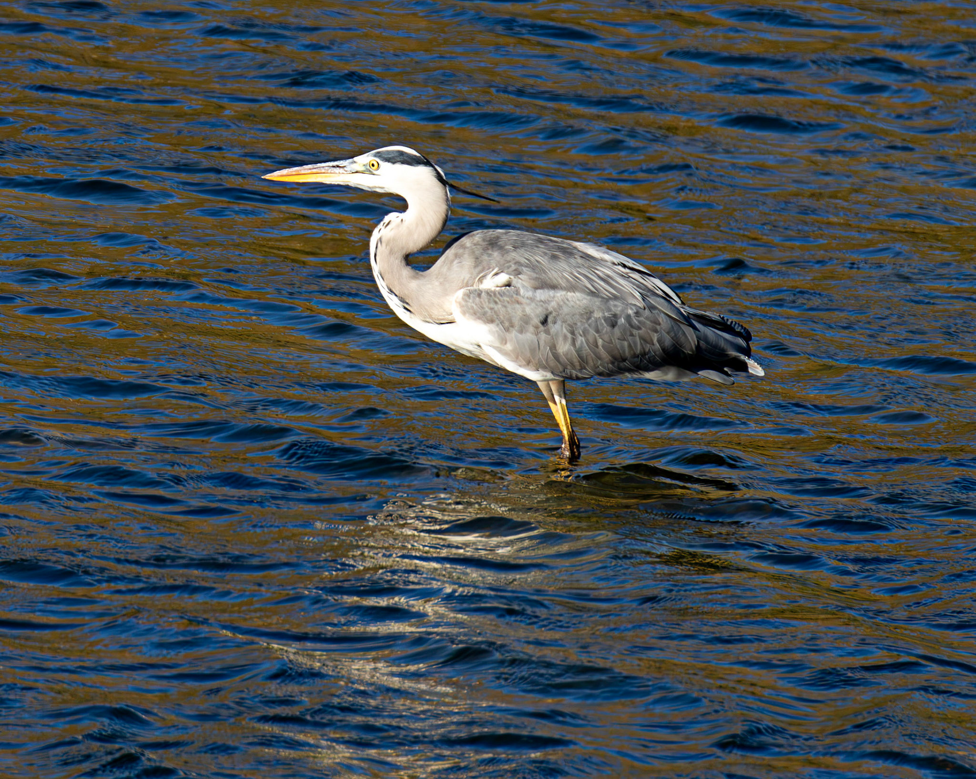 Grey Heron - Douro cruise 21 August 2026