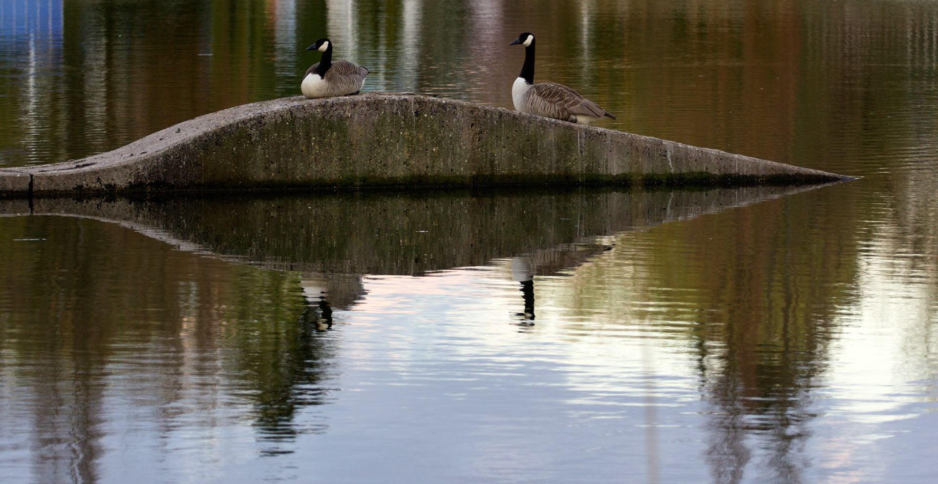A Canada Geese in Etlingen, Germany.  These really are geese and they are found in Canada. Please see my other bird Photographs at:http://www.jamespdeans.co.uk/p335071268