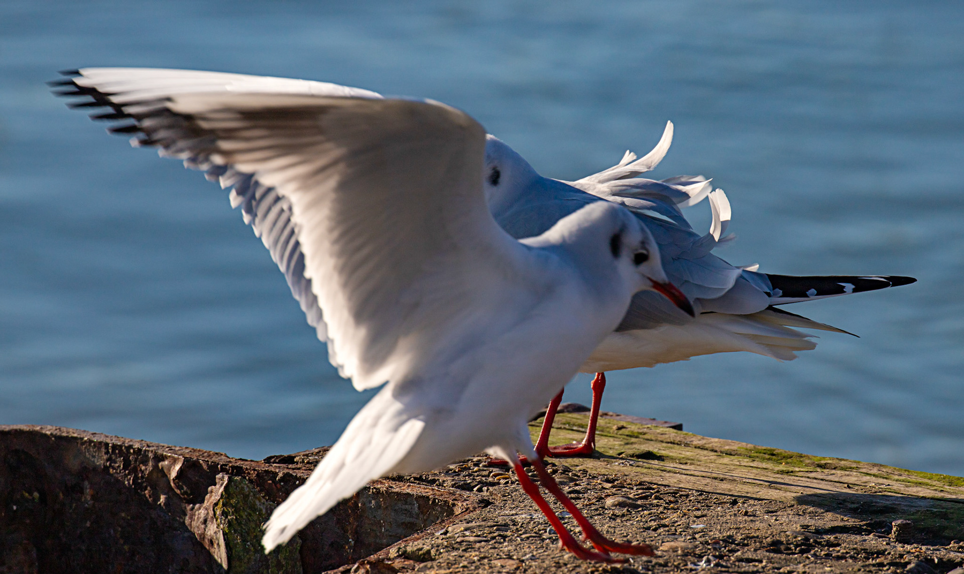 Black headed gulls at Titchfield Haven 02 January 2025