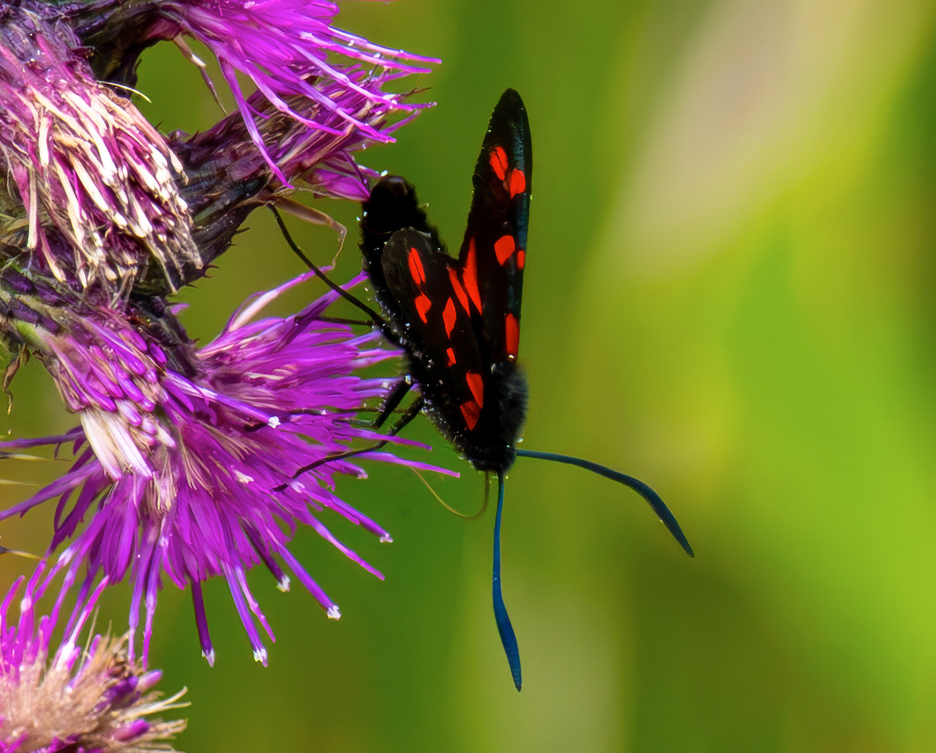 Six-spot burnet moth (Zygaena filipendulae) - Harperrig 14 July 2026