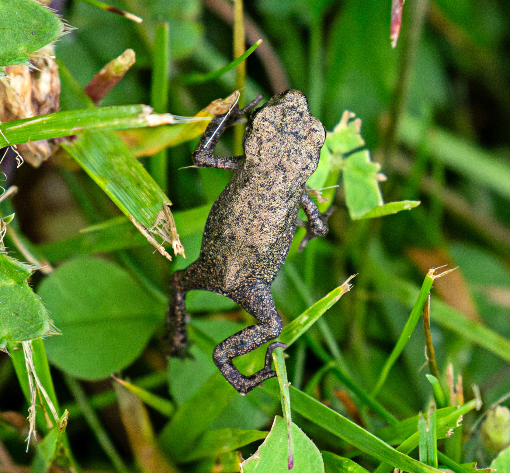 Common Frog - Harperrig 22 June 2025