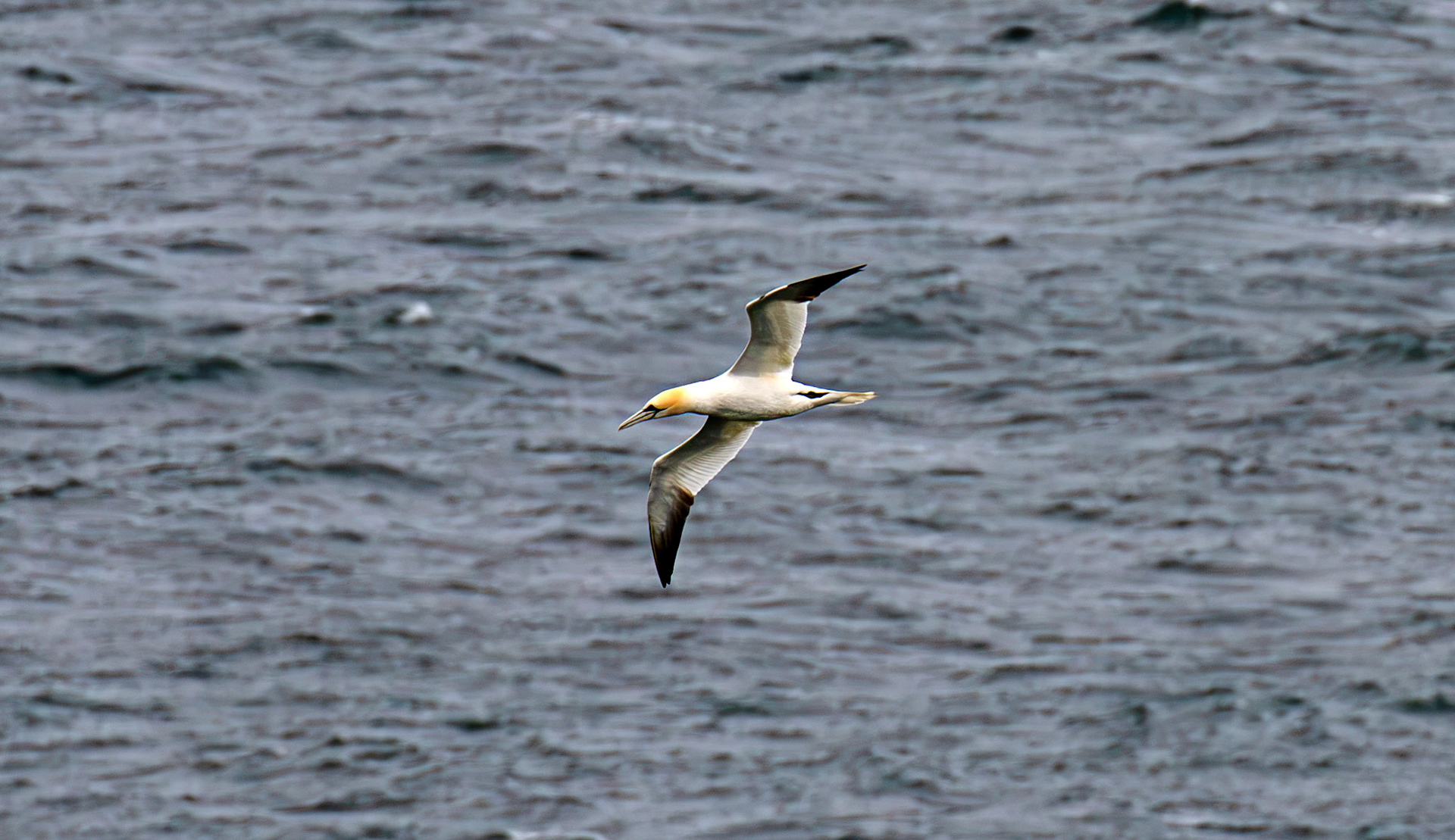 Northern Gannet - Tantallon Castle 04 July 2026