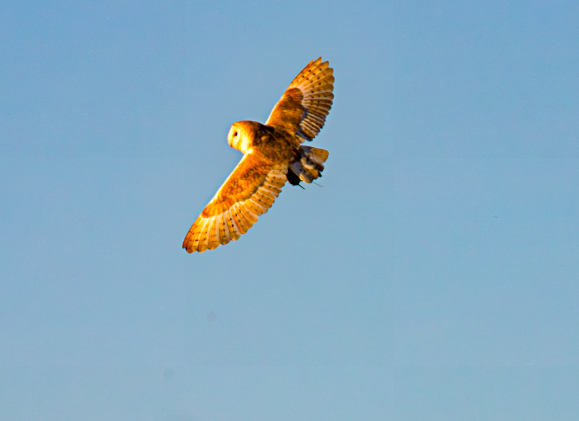 Barn Owl at Harperrig 02 July 2026
