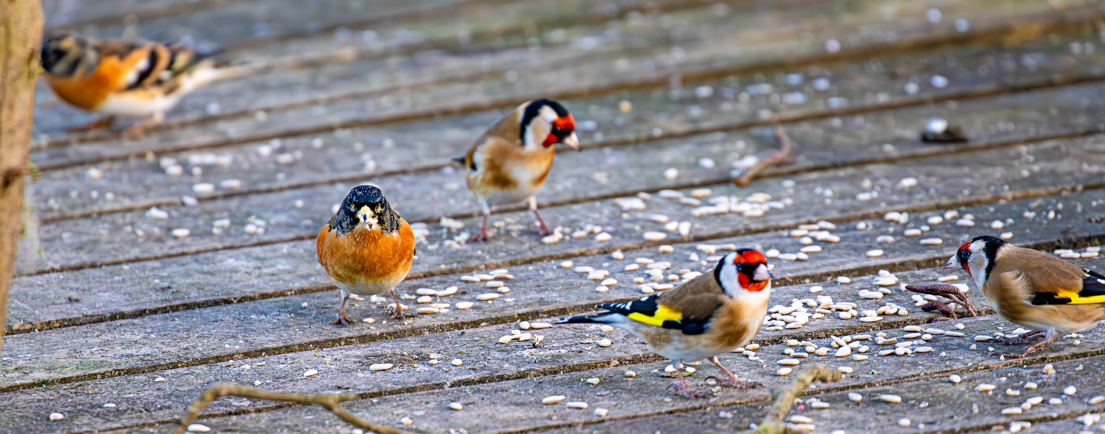 Goldfinch &amp; Brambling at Bavelaw 30 January 2025