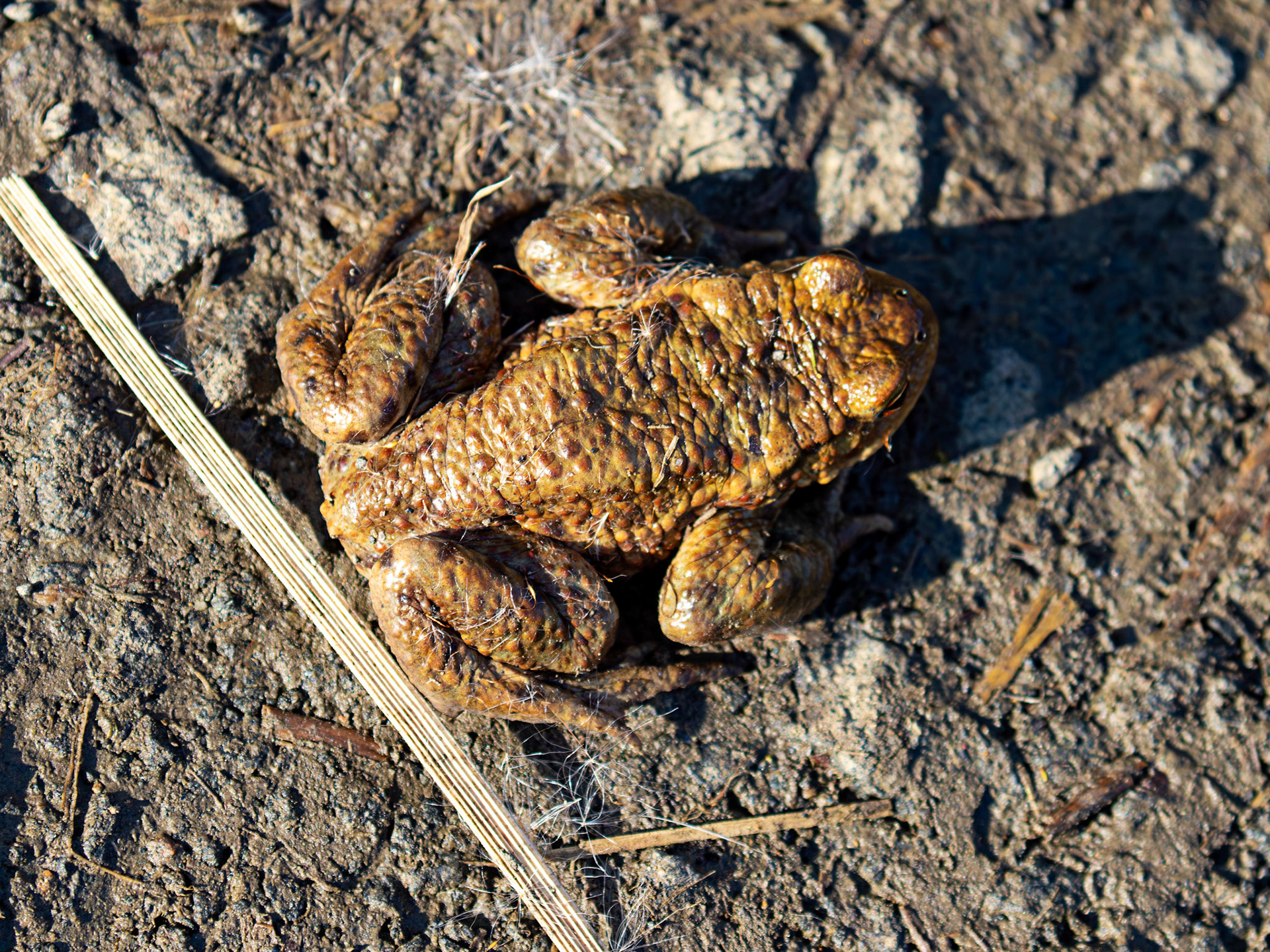 Common Toads mating at Black Devon Wetlands 20 March 2026