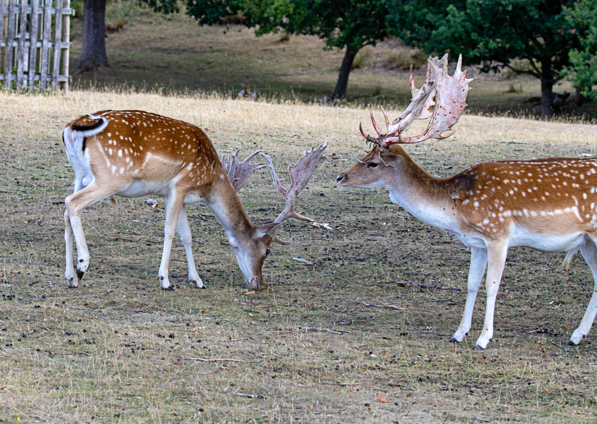 Fallow Deer - Knowle Park, Kent 23 Aug 2025