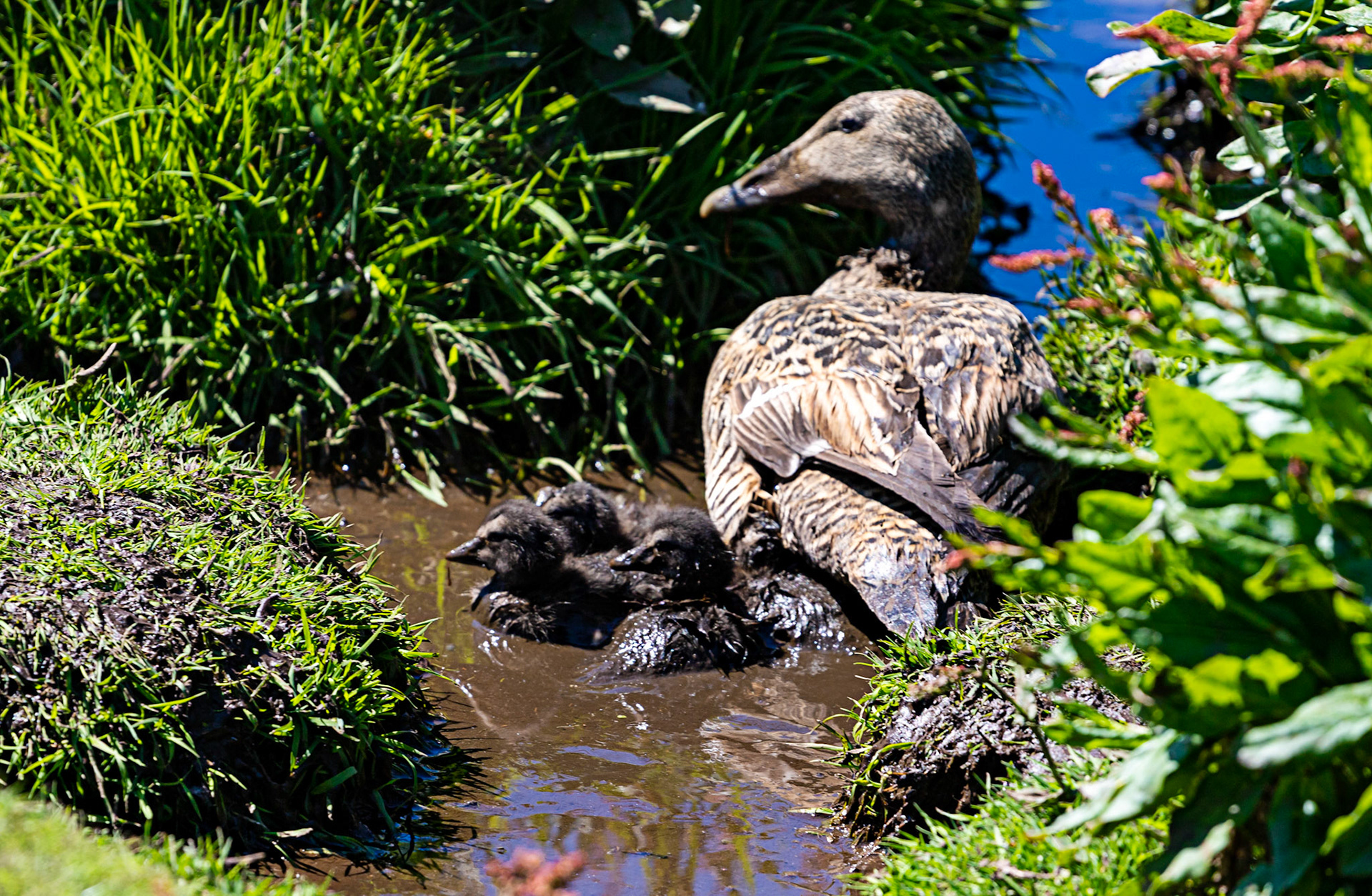 Isle of May - 04 June 2022