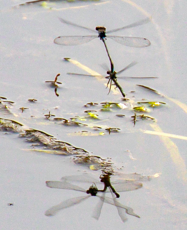 Emerald Damselfly (Lestes sponsa) Walk Thames Path MArlow to Bourne End 06 August 2025