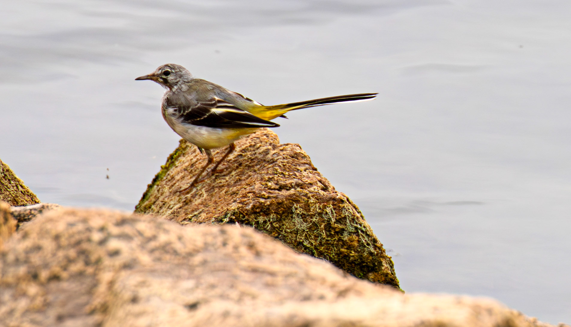 Grey Wagtail - Draycote Water 20 July 2025
