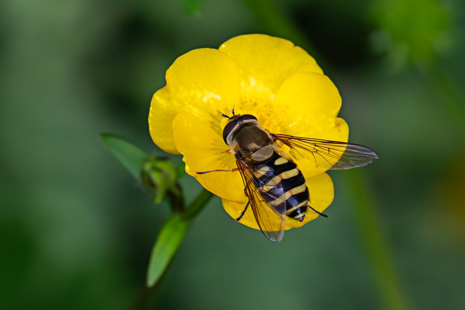 Common Banded Hoverfly (Syrphus ribesii) - Gogar Bridge - Leyburn Road 31 May 2025