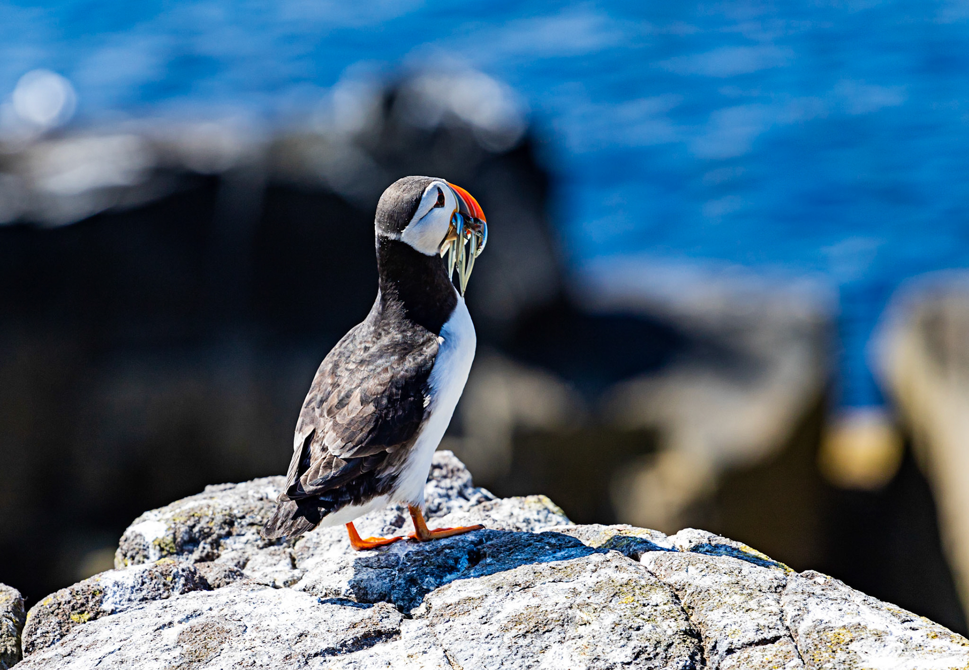 Puffin - Isle of May - 04 June 2022