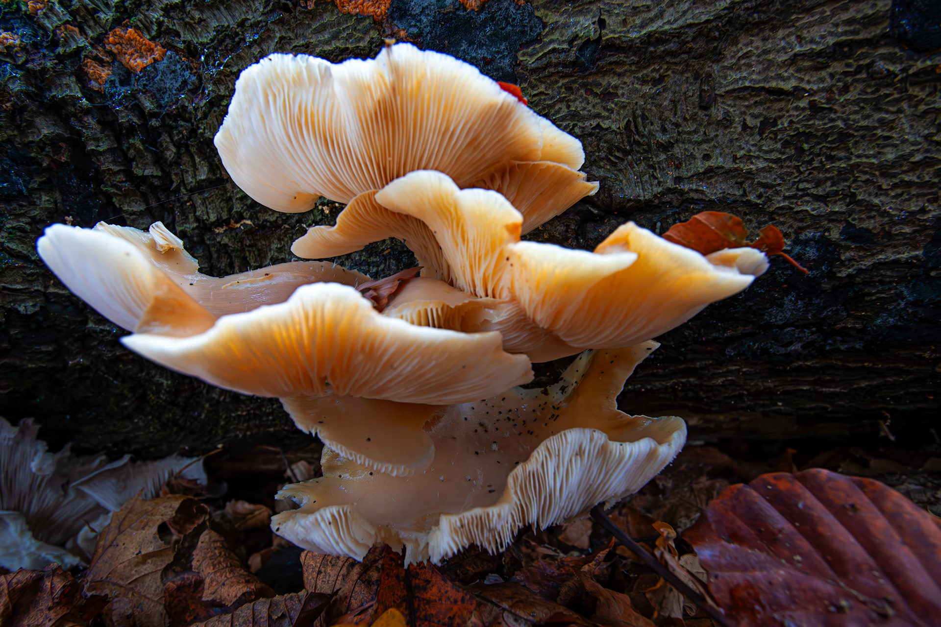 oyster mushrooms (Pleurotus ostreatus) Deans Woods - 07 November 2025