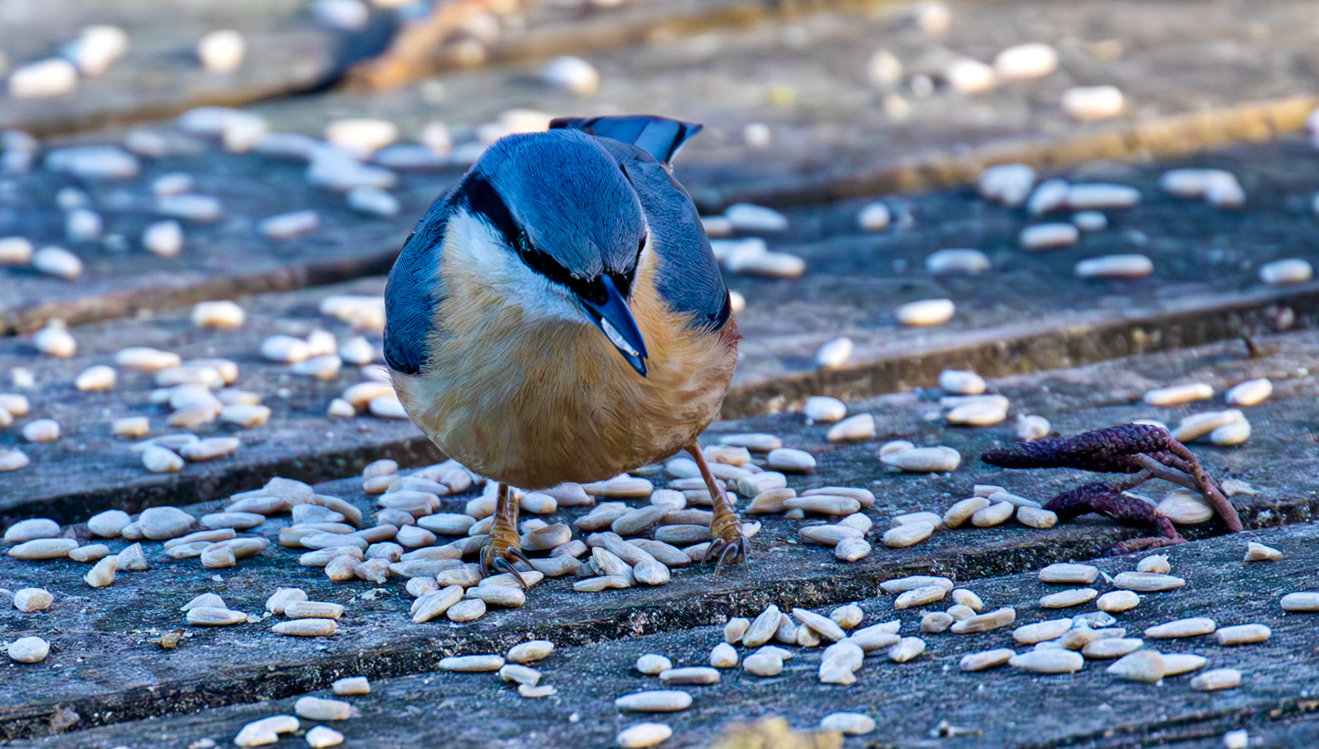 Nuthatch at Bavelaw 30 January 2025