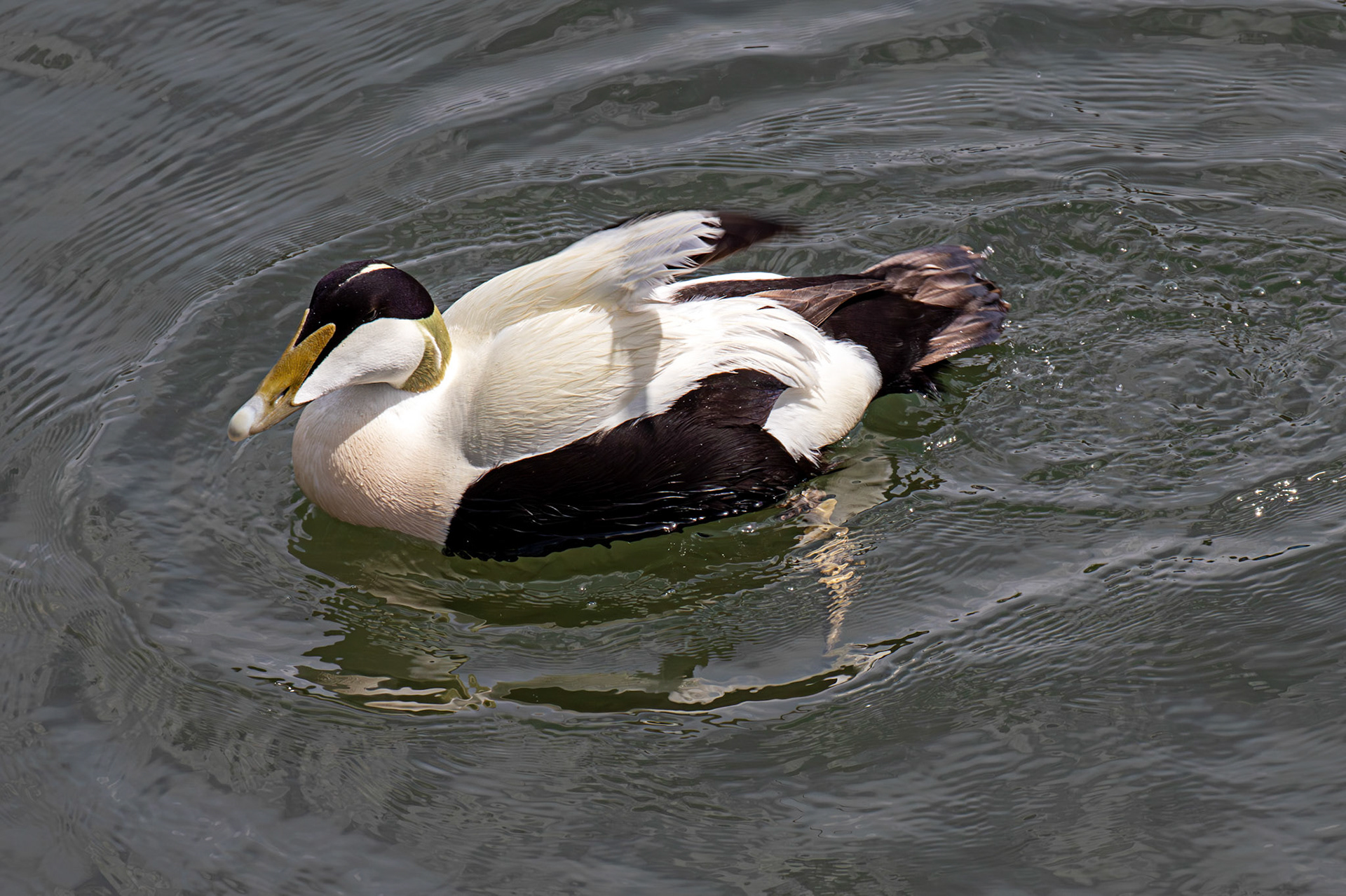 Kirkcaldy Harbour 23 May 2026