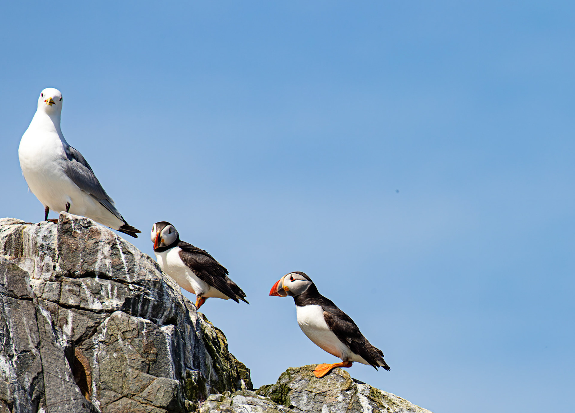 Puffins - Farne Islands 03 July 2026