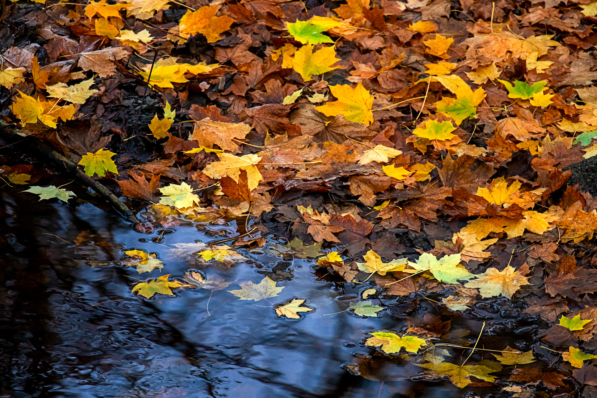 Water of Leith - Currie 18 November 2024