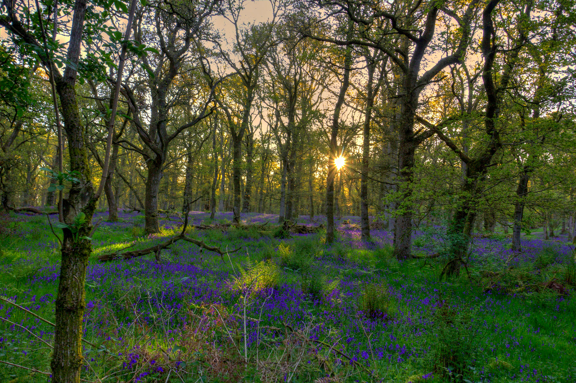 Kinclaven Bluebell Woods 16 May 2026