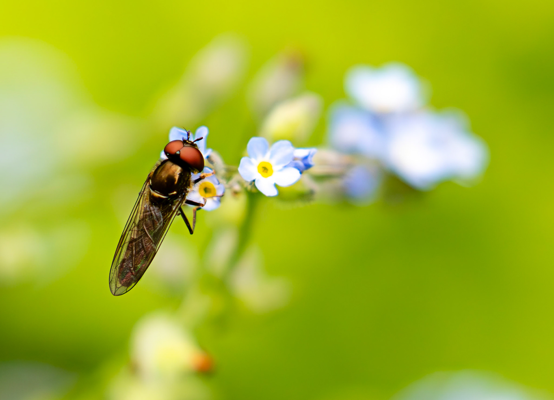 Melanostoma mellinum (Variable Duskyface) Howden Park Walled Garden 01 July 2025