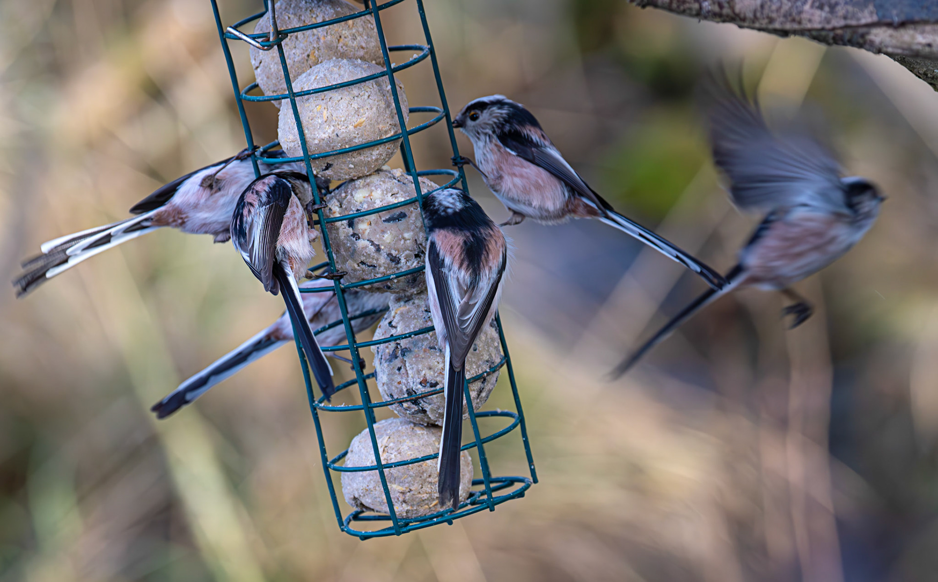 Long Tailed Tit - Bavelaw Marsh 16 January 2026