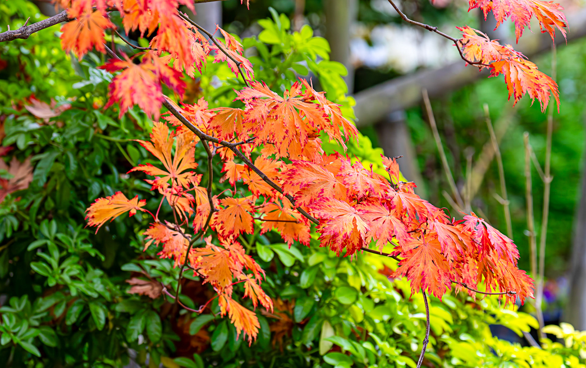 Cramond 18 October 2024