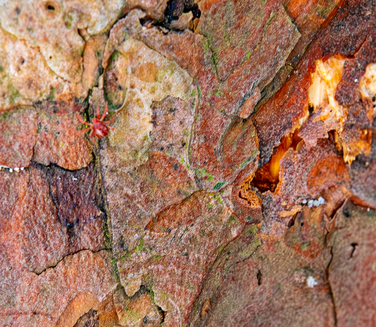 red velvet mite (family Trombidiidae) Deans Woods - 07 November 2025