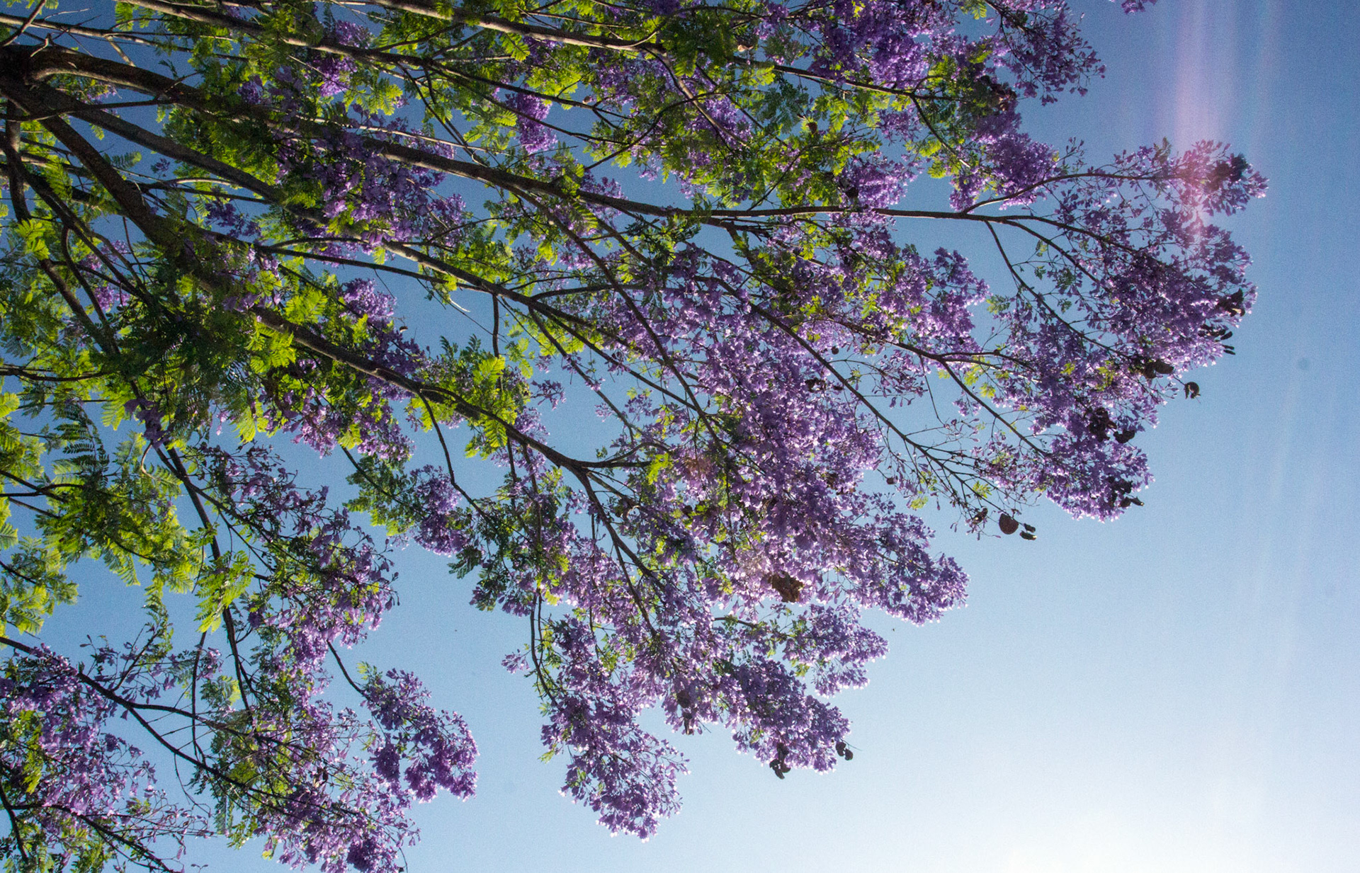 Parc Natural de s'Albufera de MallorcaPlease see my other Photographs at: www.jamespdeans.co.uk