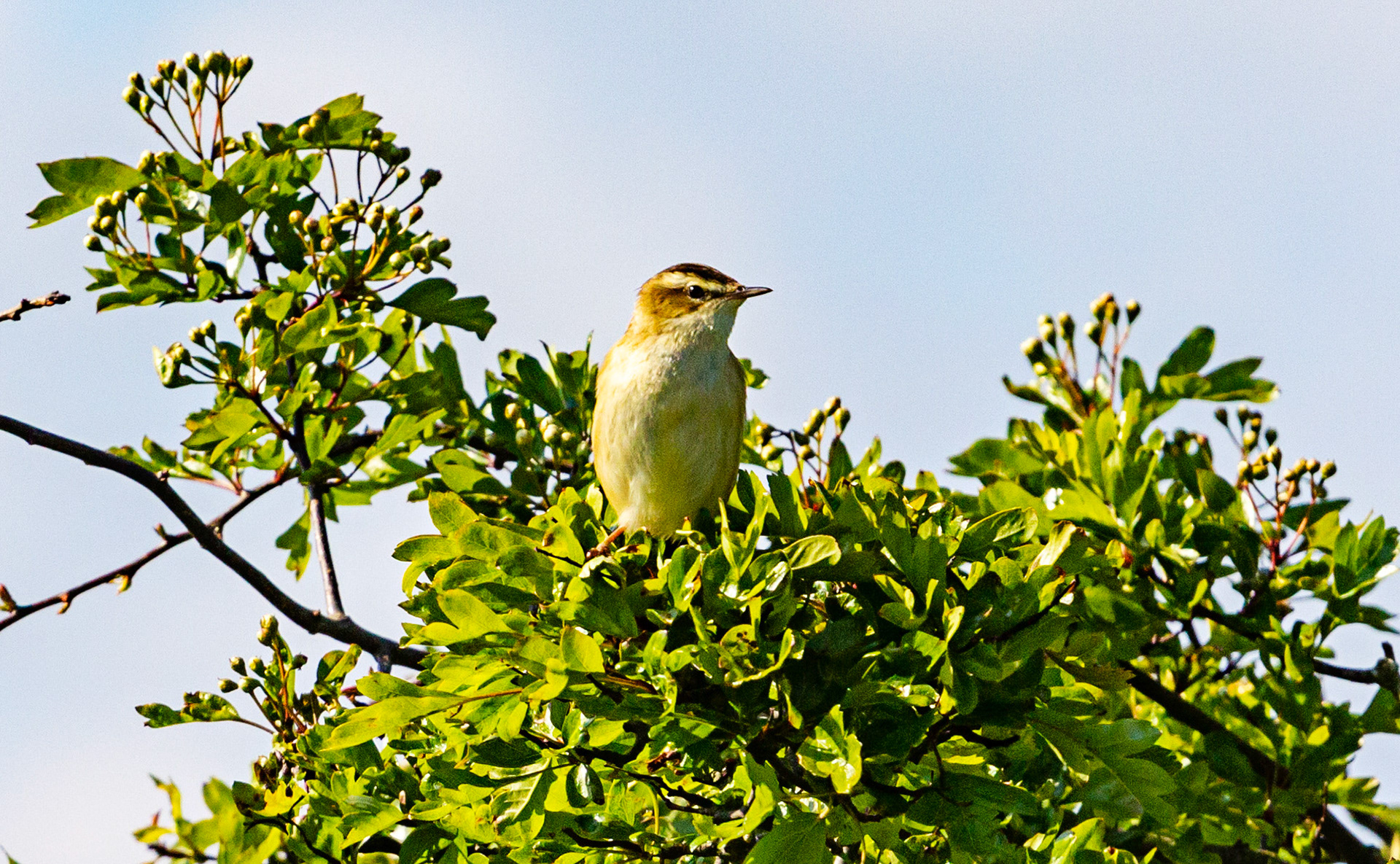 Sedge Warbler singing by the Union Canal near Philpston 16 May 2021 Please see my other photos at JamesPDeans.co.uk
