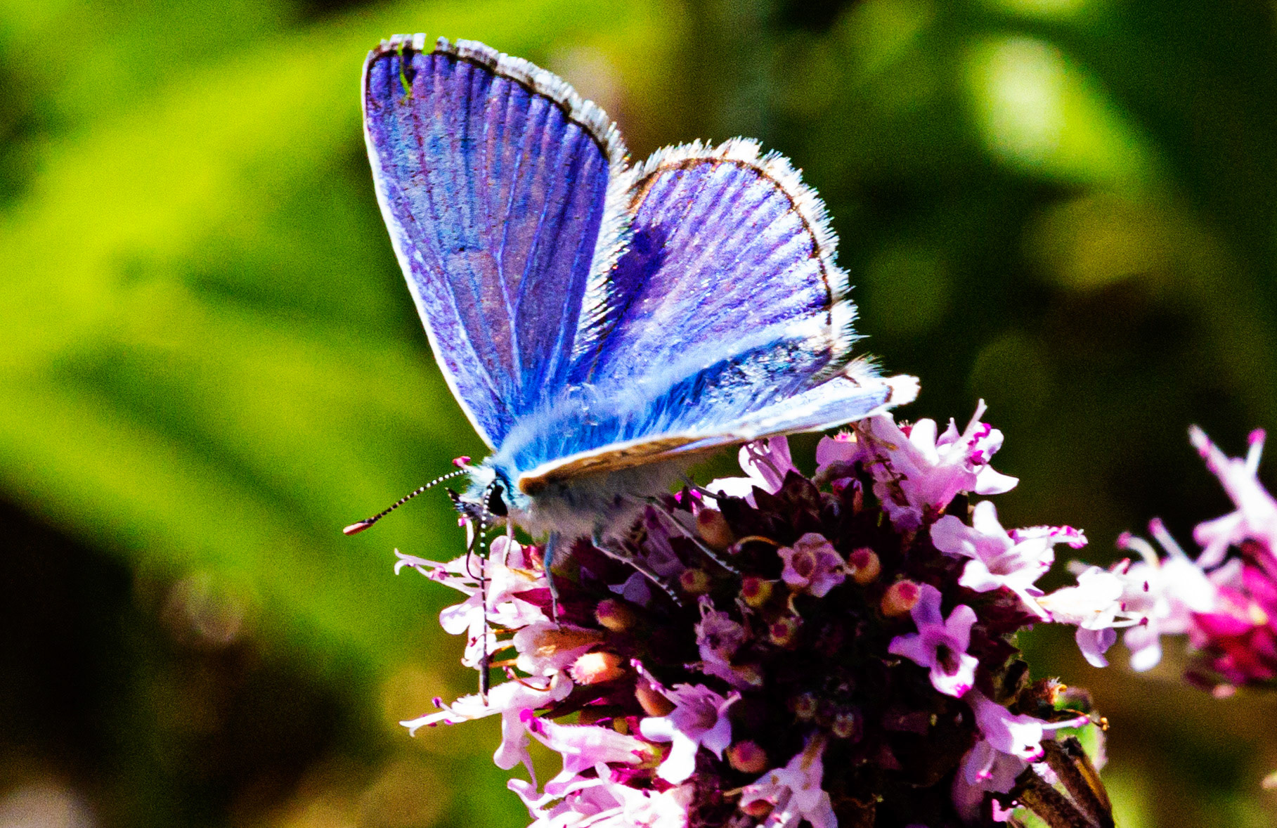 Mottistone IOW 16 July 2022