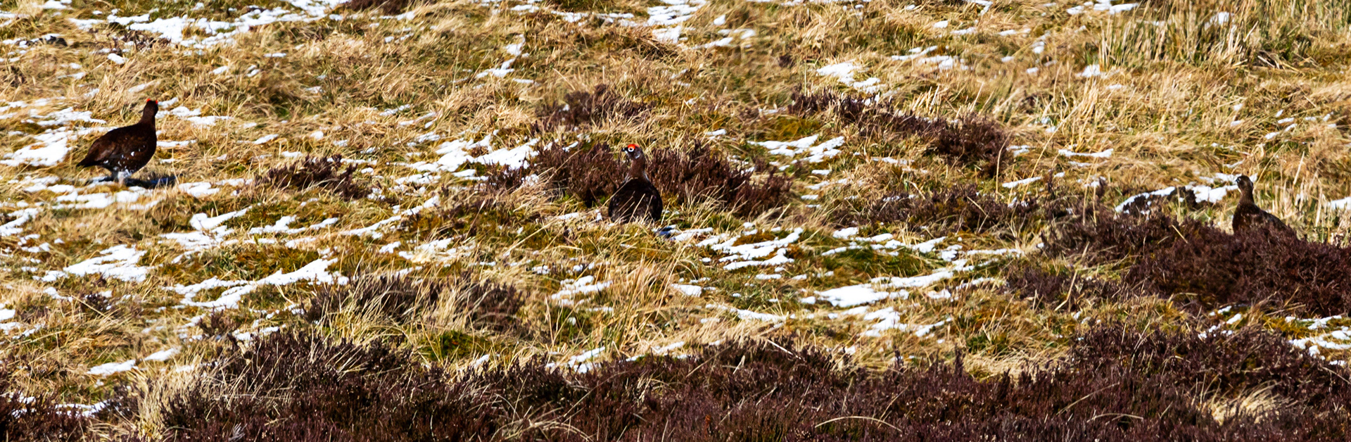 Red Grouse, Glen shee 01 March 2024