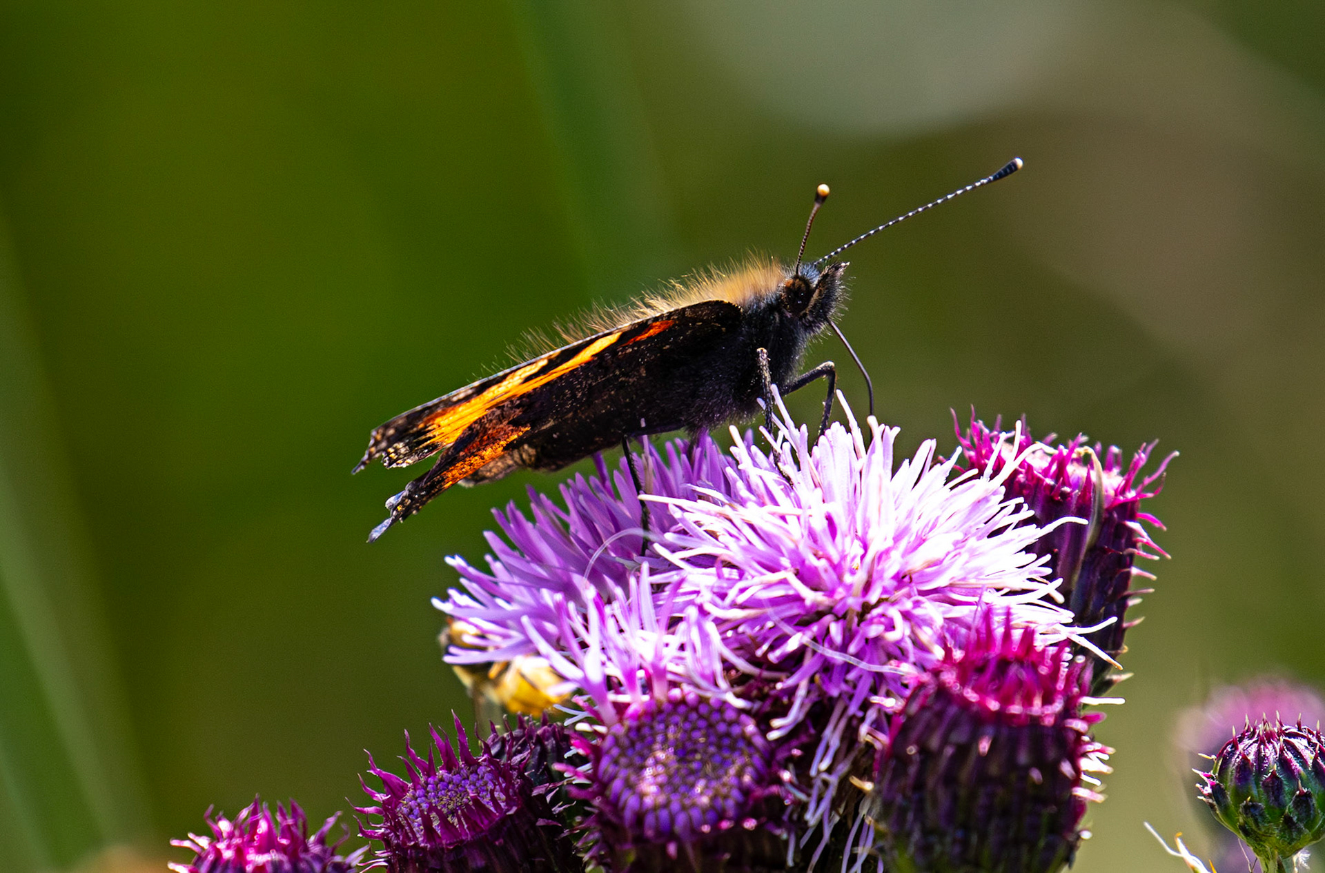 Small Tortoiseshell - Harperrig 08 July 2025
