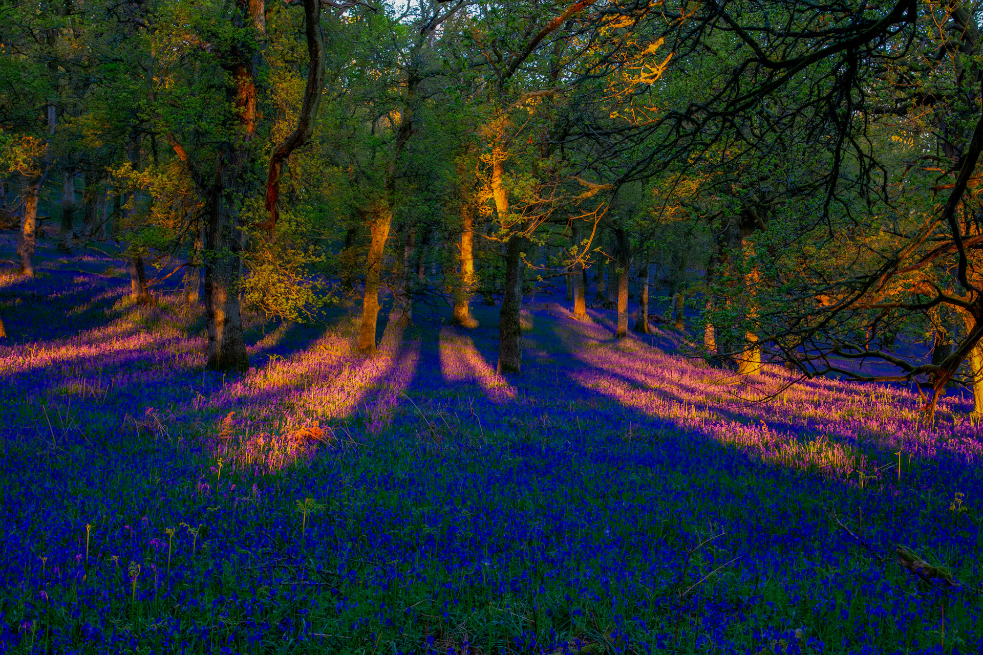 Kinclaven Bluebell Woods 16 May 2026