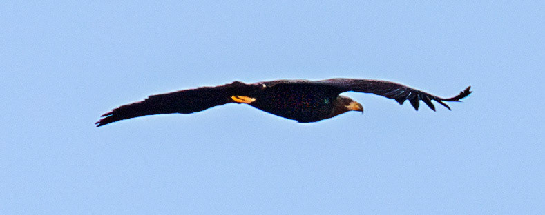 White Tailed Sea Eagle at Satran, Skye 14 November 2025