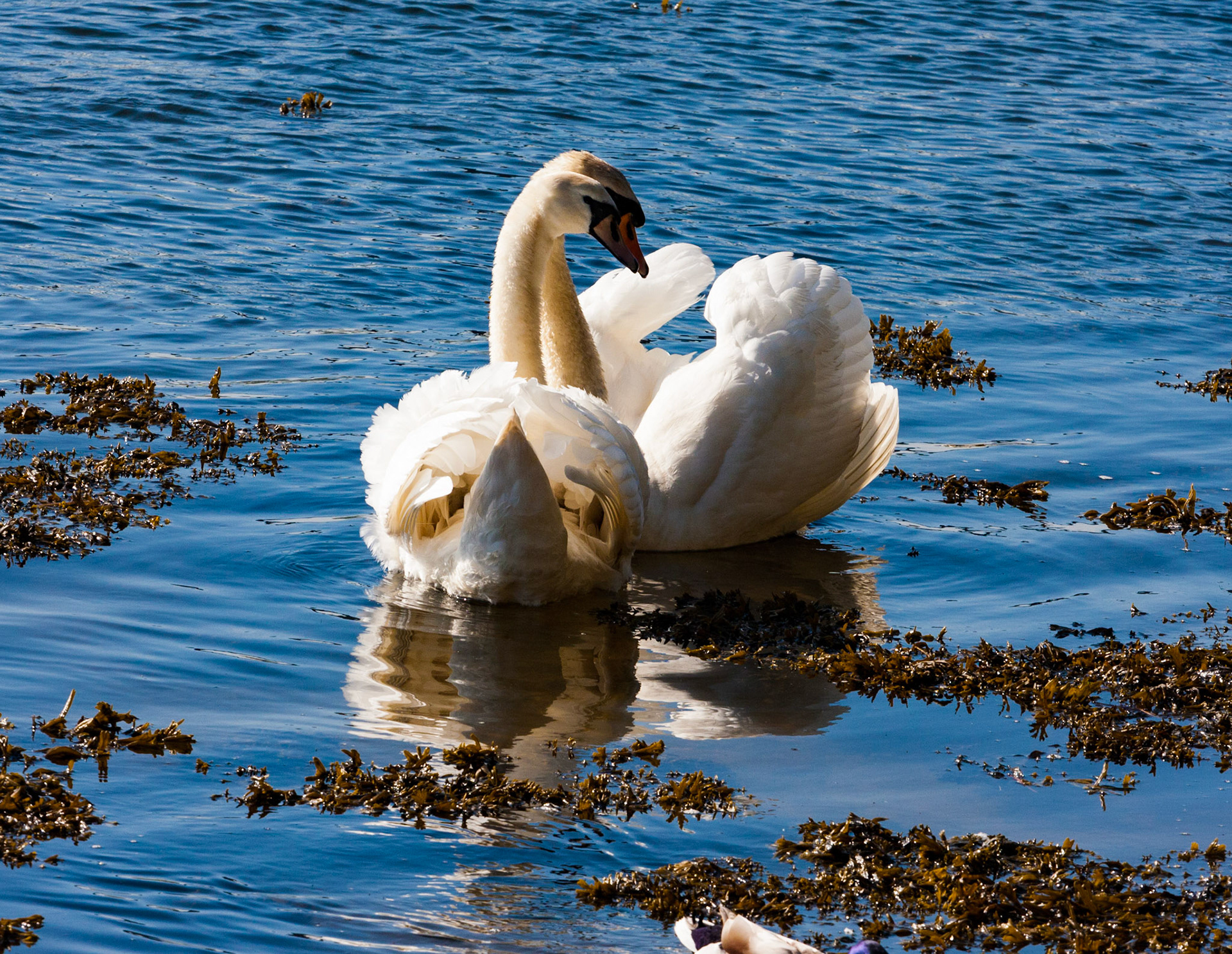Love &amp; Aggression - Mute Swans showing differing aspects of their personality. Please see my other Photographs at: www.jamespdeans.co.uk