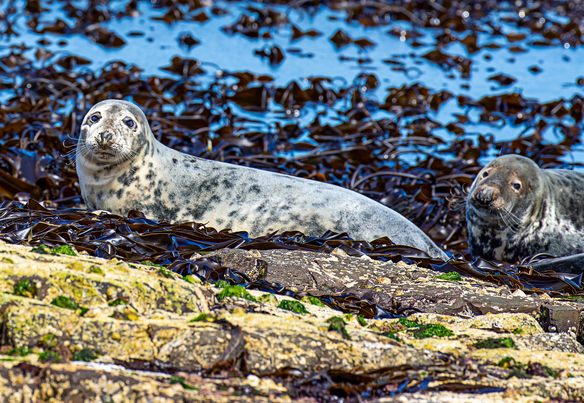 Grey Seals - Farne Islands 03 July 2026