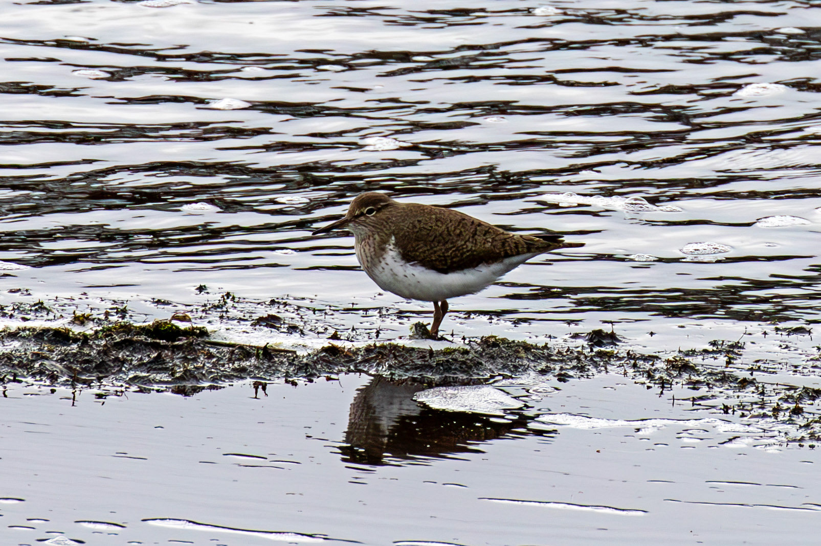 Common Sandpiper at Harperrig Reservoir 18 April 2025