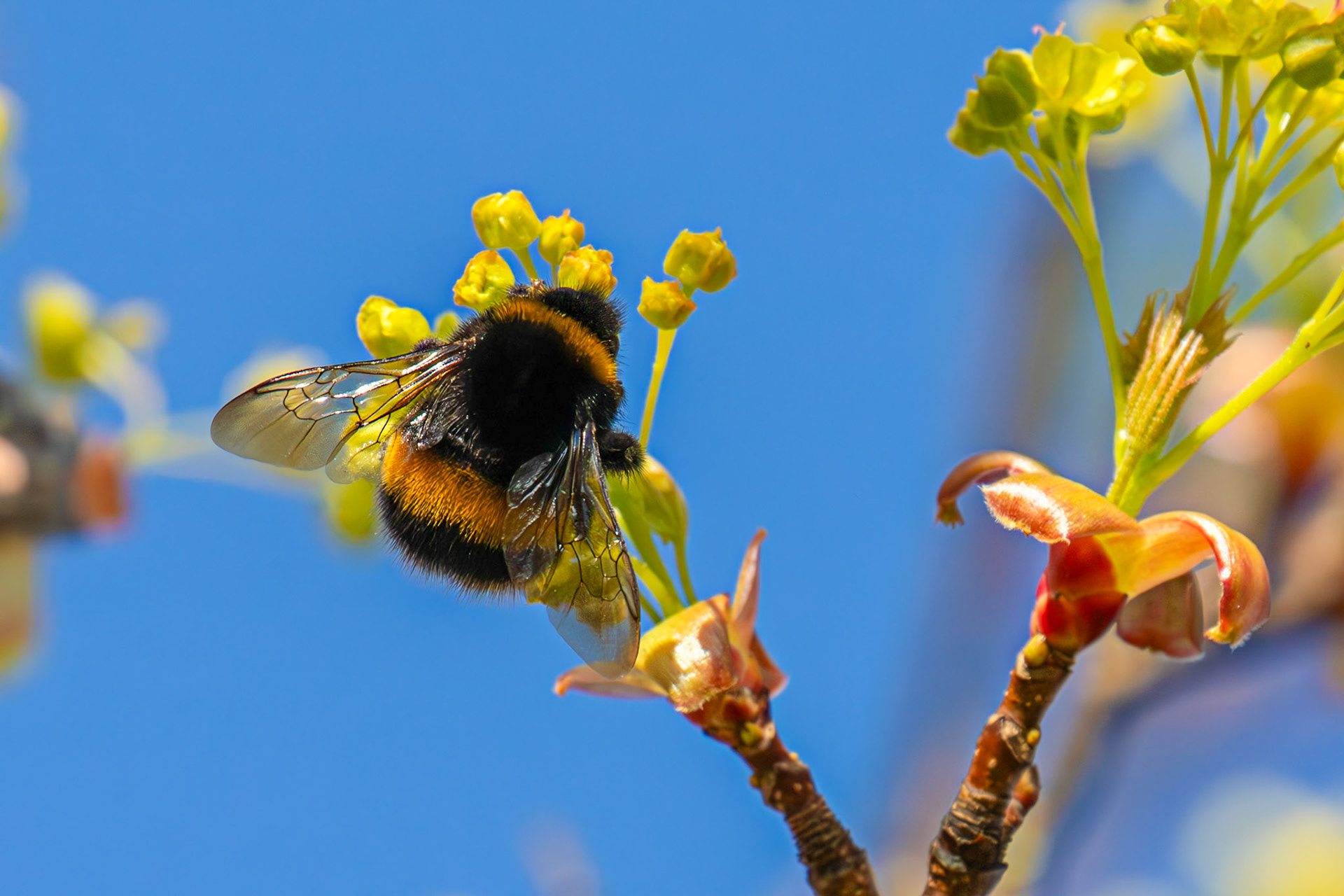 Bee in Livingston, West Lothian, 07 April 2025