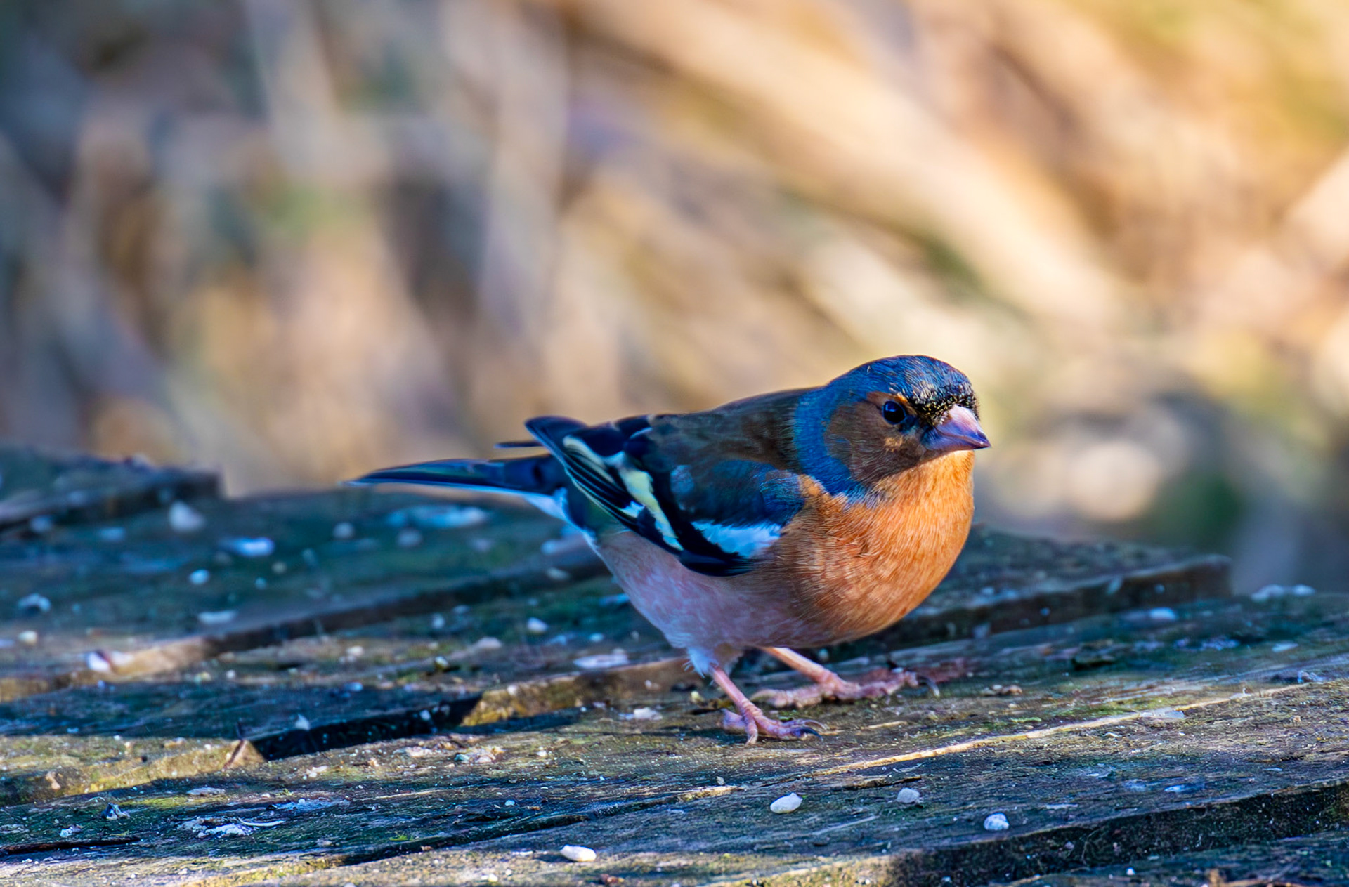 Chaffinch at Bavelaw 30 January 2025