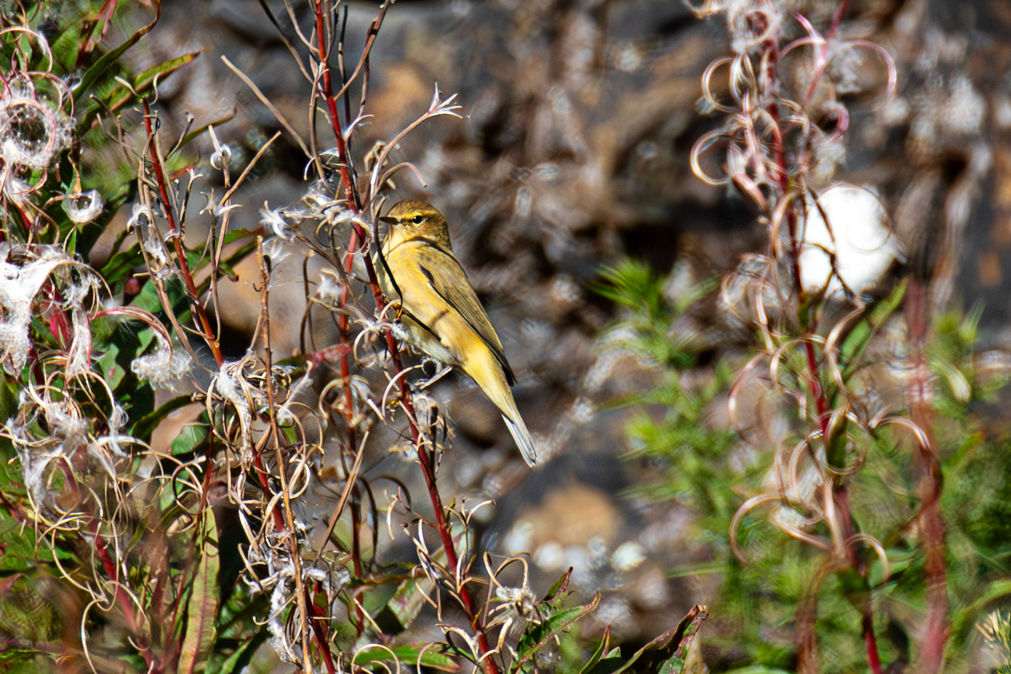 The Knock 12 Sept 2024