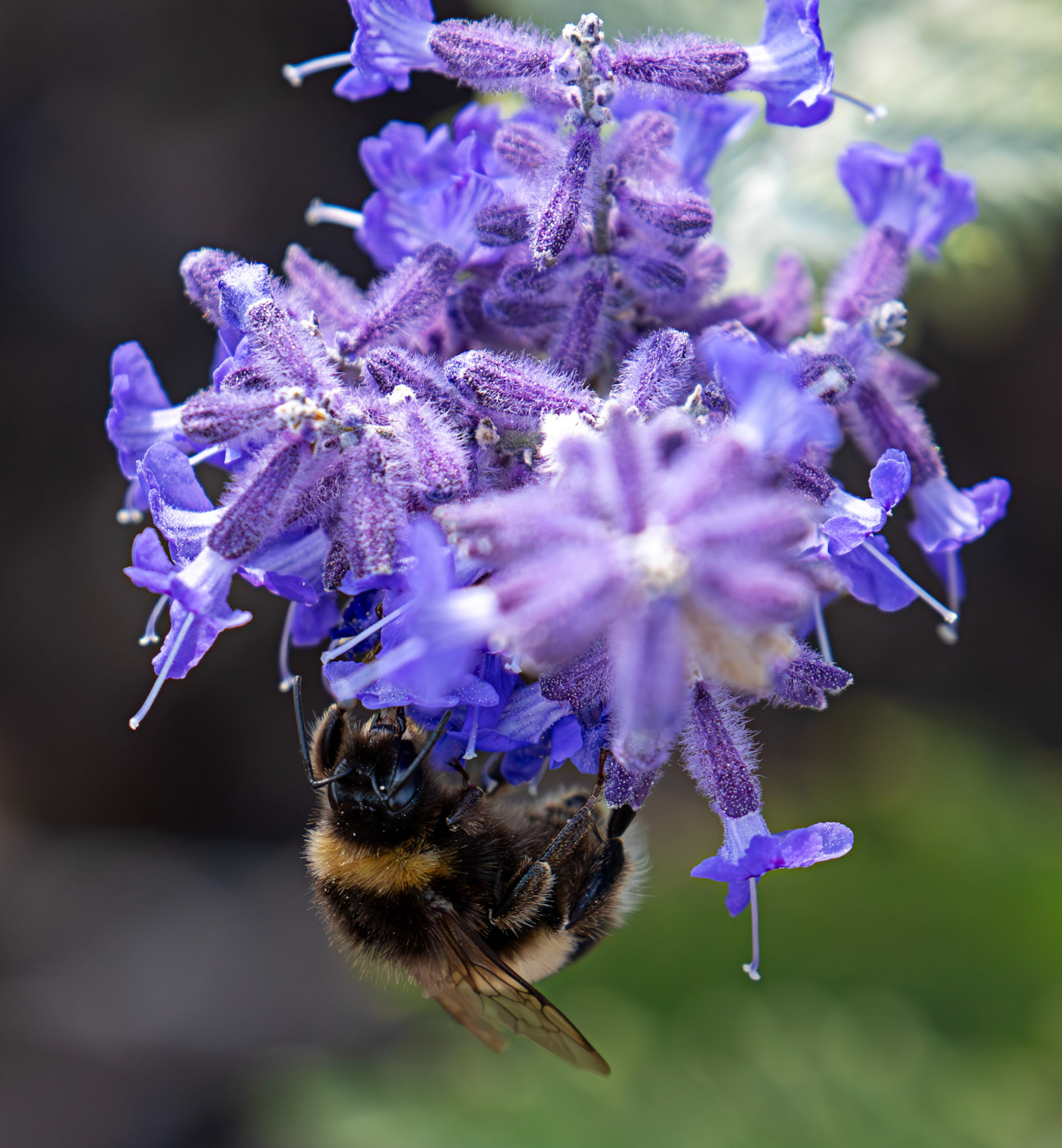 Buff-tailed Bumblebee (Bombus terrestris) Slough 05 August 2025