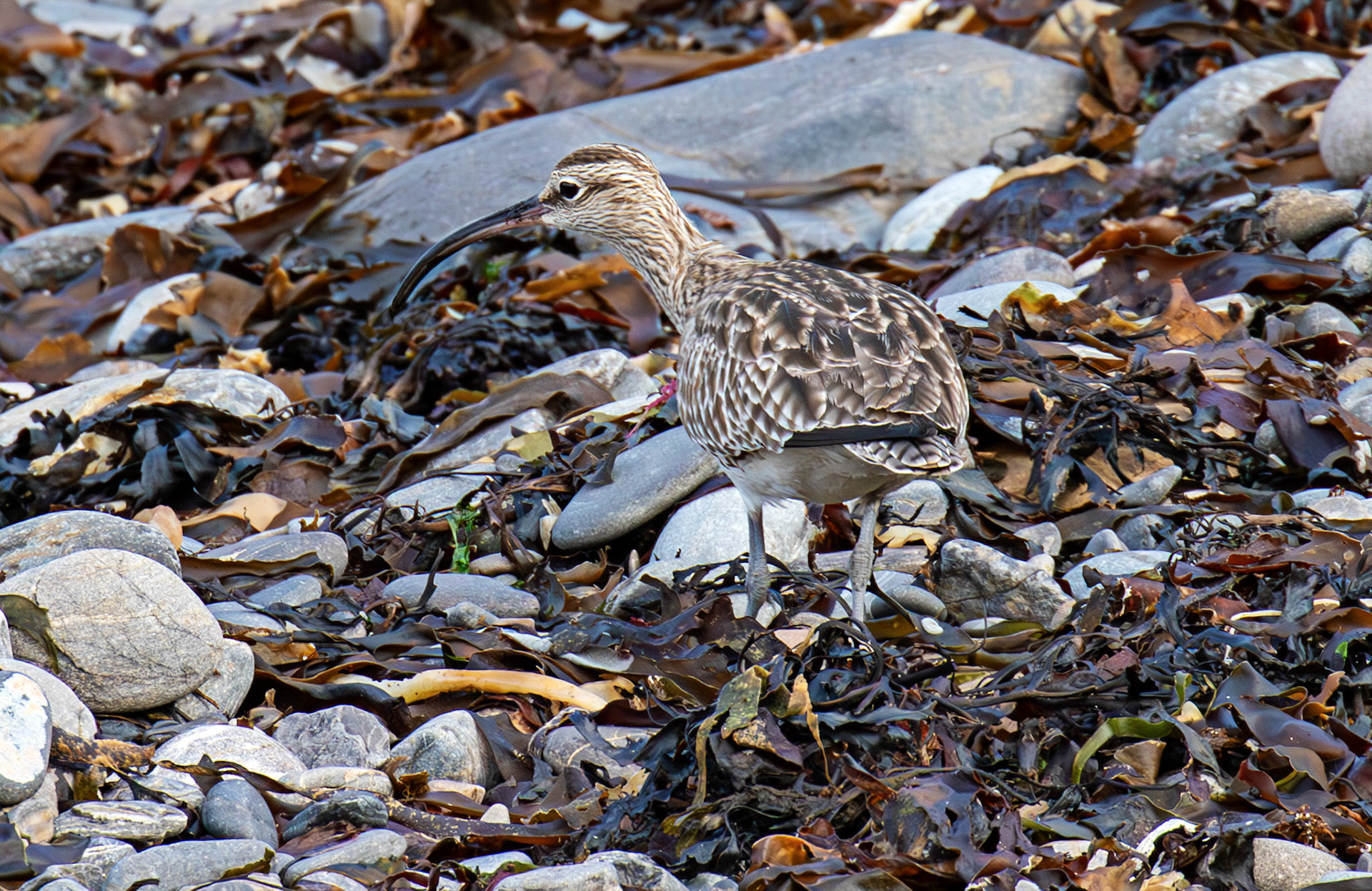 Whimbrel at Brough 03 May 2026
